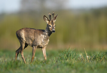 Roe deer male ( Capreolus capreolus )