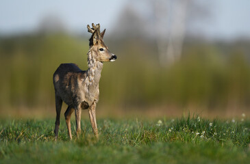 Roe deer male ( Capreolus capreolus )