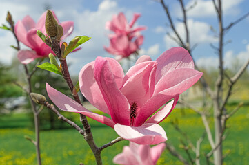 Pink magnolia flower in spring.