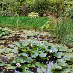 Artificial Decorative Pond in Backyard Garden with Fish and Water Plants Like an Wild in Nature....