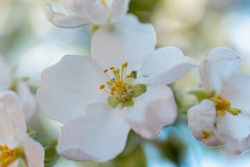 White flowers of spring apple tree.