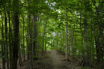 Forest Trail