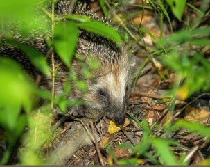 hedgehog in the forest
