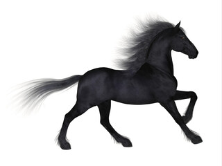 Obraz na płótnie Canvas Friesian Horse - The Friesian is a distinctive breed of black horse developed in Netherlands as a light draft to do farm work.