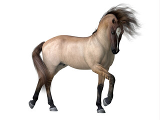 Naklejka na ściany i meble Grulla Dun Horse - The Grulla Dun is a coat color of many different breeds of horses and is distinguished by a dorsal stripe and barring on legs.