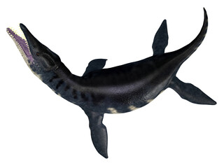 Liopleurodon Reptile Tail - Liopleurodon was a carnivorous marine plesiosaur that lived in the Jurassic seas of Europe and Canada.