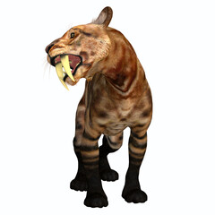 Saber-tooth Cat Fangs - The Saber-tooth Tiger was a carnivorous cat that lived in North America during the Pleistocene, Eocene and Tertiary Periods.