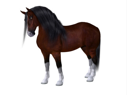 Clydesdale Horse - The Clydesdale is a distinctive breed of horse developed in Scotland as a heavy draft to do farm work.