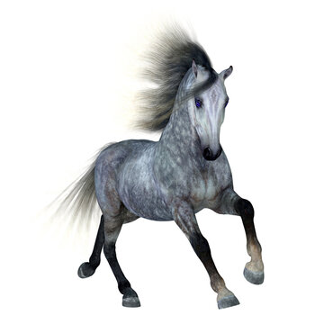 Dapple Grey Horse - The Dapple Grey is a coat color of many different breeds of horses and is distinguished by a base black color.