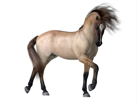 Grulla Dun Horse - The Grulla Dun is a coat color of many different breeds of horses and is distinguished by a dorsal stripe and barring on legs.