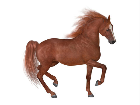 Thoroughbred Stallion - The Thoroughbred is best known for horse racing and can come in various coat colors and known for their speed, spirit and endurance.