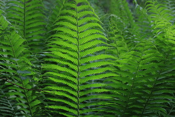 Fiddle Fern, shuttlecock fern, ostrich fern, Matteuccia struthiopteris. Green fern leaves in the sunlight in the open air. Green natural background.