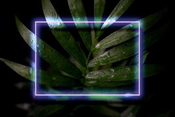 abstract neon color frame light on the deep shadow plant leaves, creative tropical concept