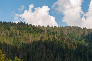 Carpathians Ukrvina. Mountain slope overgrown with dense dark green coniferous forest, white haze among trees,