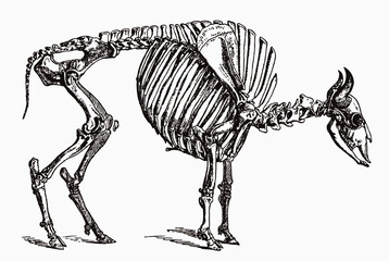 Skeleton of European bison bonasus in profile view, after antique engraving from the 19th century © M