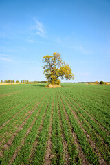 Picturesque green field with winter crops and yellow autumn tree against the blue sky background. Fall landscape
