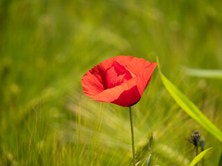 coquelicot