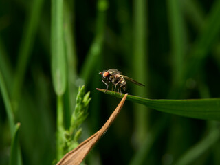 fly on leaf