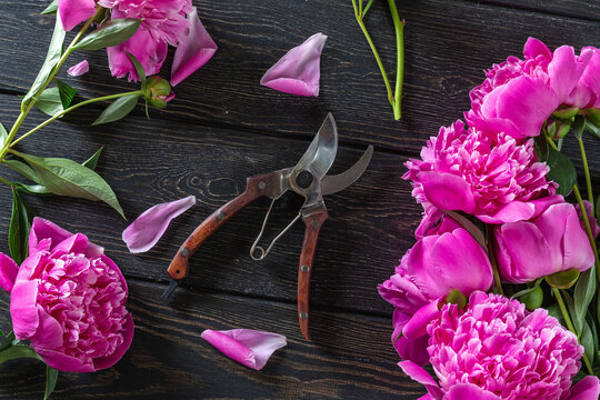 Floral vintage still life spring or summer concept. Fresh pink peonies and pruners on wooden background. Flat lay, top view.