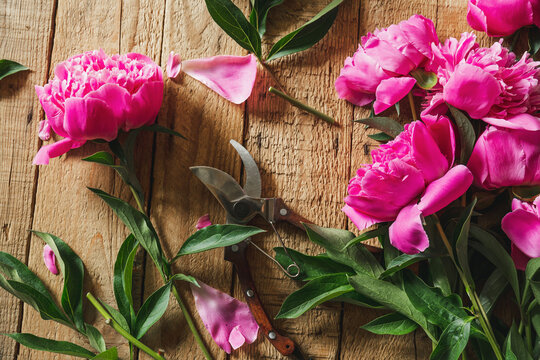 Floral vintage still life spring or summer concept. Fresh pink peonies and pruners on wooden background. Flat lay, top view.