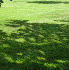 Backyard Garden Park Shady Fresh Lawn Green Background Or Texture. Focus Selective.