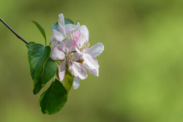 Branch of flowering apple tree in spring day