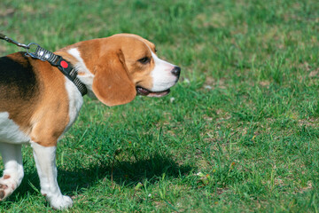Beagle, dog on a green meadow.