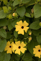 Floral. Closeup view of Thunbergia alata, also known as black eyed Susan vine, blooming flowers of yellow petals and green leaves, growing in the garden.