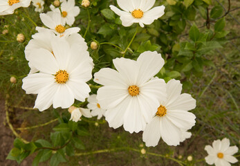 Obraz premium Flower background. Macro view of a Cosmo bipinnatus daisy, also known as Mexican Aster, spring blooming flower of white petals, growing in the park. 