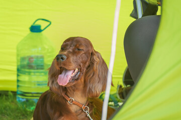 Dog (Irish Red Setter) is a breed of hunting dogs.