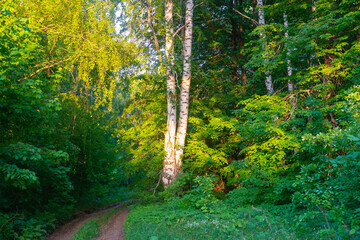 Road through the green forest in summer.