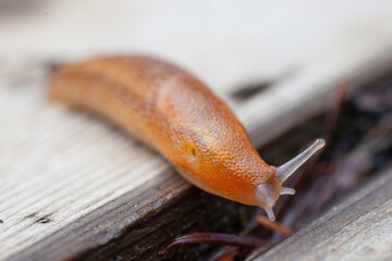 The European black or red slug
