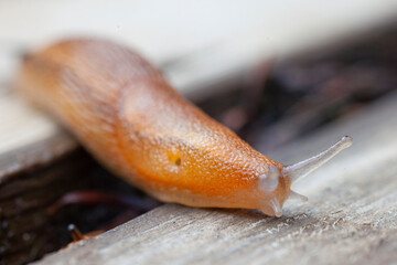 The European black or red slug