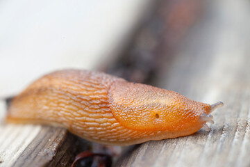 The European black or red slug
