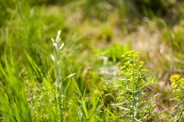 Meadow grasses with strong gusts of storm wind fluctuate, unevenly tilt in different directions. Euphorbia zhiguliensis Prokh shot against the sun. Narrow focus, close-up.