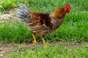 Hen in a rainforest farm