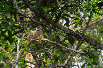 Squirrel monkey in the Amazon Rainforest