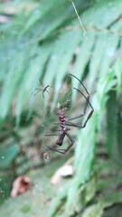 arañas