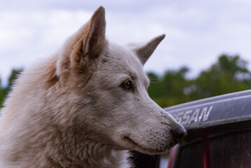 Siberian Husky in Kamchatka, Russia