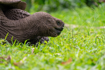 Giant tortoise up close