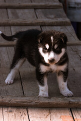 Siberian Husky in Kamchatka, Russia