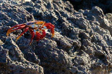 Sally Lightfoot crab on the rock