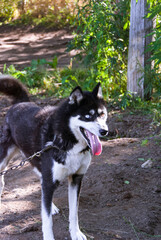 Siberian Husky in Kamchatka, Russia