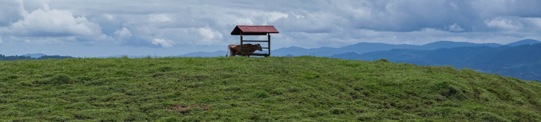 Beautiful View a Cow in the Meadow green hills eating in a magnificent landscape