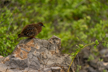 Small brown bird, Galapagos