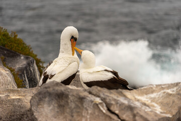 two pelicans on the beach
