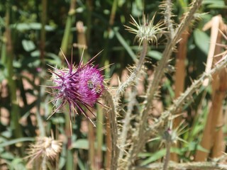 Milk Thistle purple flower with its thrones in the wilderness mountains and valleys of saint Catherine in Sinai in Egypt