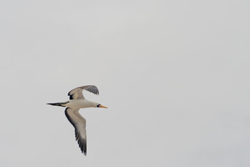 seagull in flight