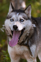 Siberian Husky in Kamchatka, Russia