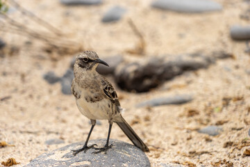 A sparrow in Galapagos